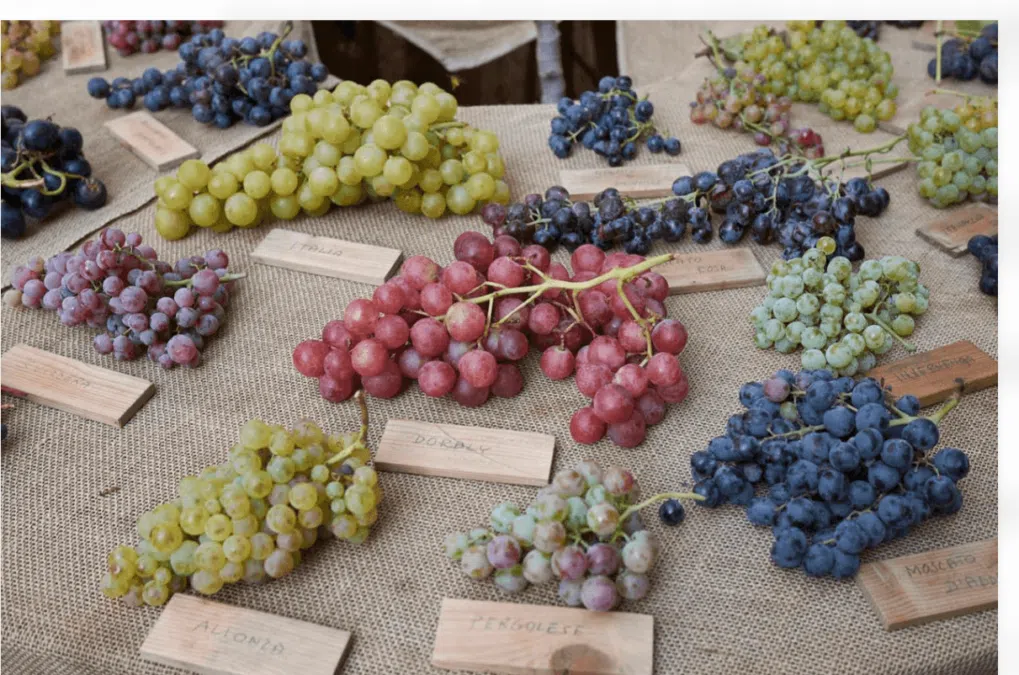 Different varieties of Italian wine grapes, including red, purple and white grapes.